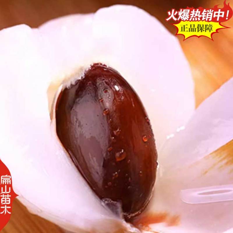 广东高压嫁接玉荷包荔枝苗青皮无核荔枝树苗当年结果多