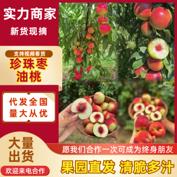 【热卖中】珍珠枣油山西油桃对接电商微商市场欢迎咨询