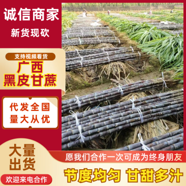 【热卖中】黑皮甘蔗广西甘蔗广西黑皮甘蔗甜美多汁