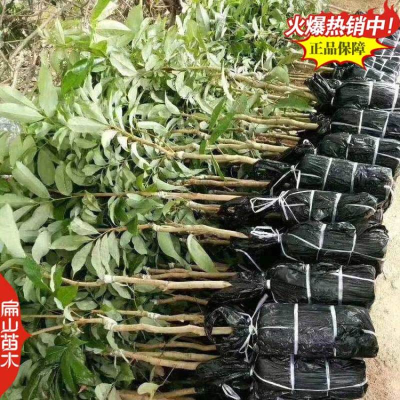 湖北御金球泰国进口荔枝苗香蜜早台湾荔枝树苗明年结带叶发