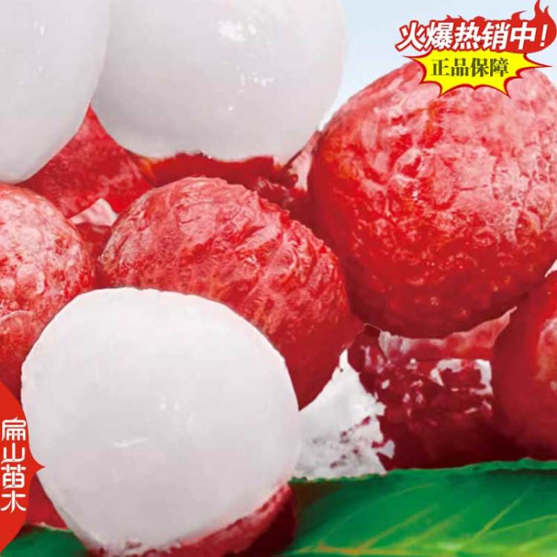 湖北御金球泰国进口荔枝苗香蜜早台湾荔枝树苗明年结带叶发
