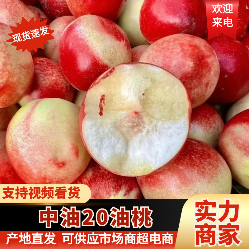 【油桃】山西中油油桃白肉黄肉都有大量上市现摘现发
