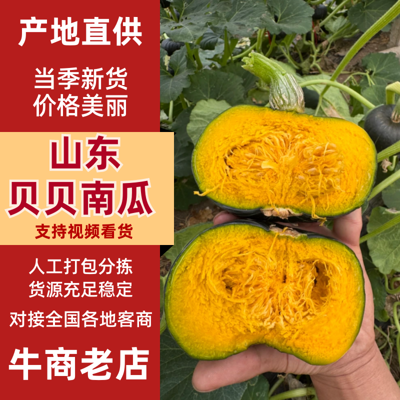 山东精品贝贝南瓜大量上市中粉糯香甜口感好对接市场商超