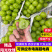 【实力】万亩阳光玫瑰葡萄河北基地现发一手货源粒大饱满品