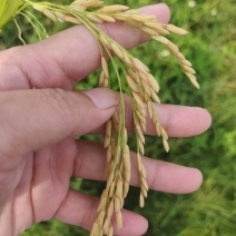 稻谷广东优质稻大量现货供应，规格齐全，欢迎来电洽谈合作