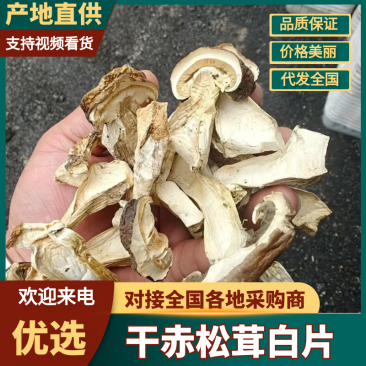 内蒙干赤松茸白片赤松茸干货产地直发对接市场商超