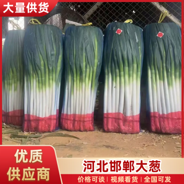 河北精品铁杆大葱大葱大量现货全国发货保质保量