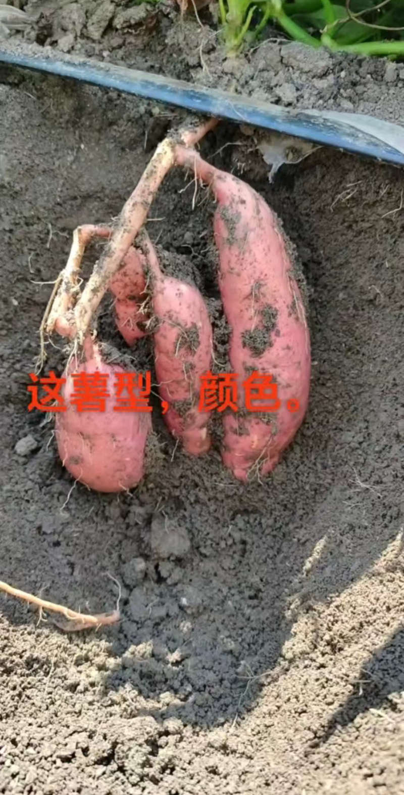【产地直供】烟薯25号新鲜红薯现挖现发欢迎来电咨询