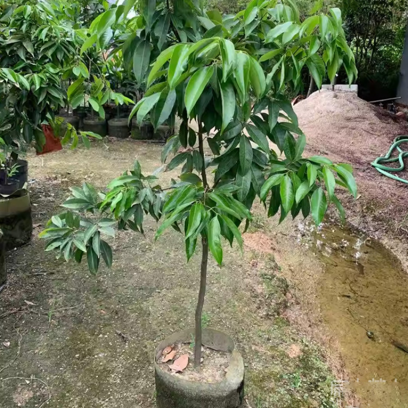 广东增城挂绿科技一号荔枝苗1岭丰糯广州六月红荔枝树批发