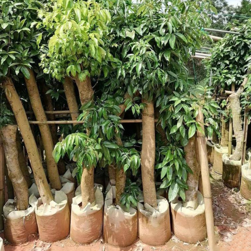 广东增城挂绿科技一号荔枝苗1岭丰糯广州六月红荔枝树批发