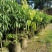 早中熟仙进奉荔枝苗广东桂味荔荔枝树苗批发60-80cm