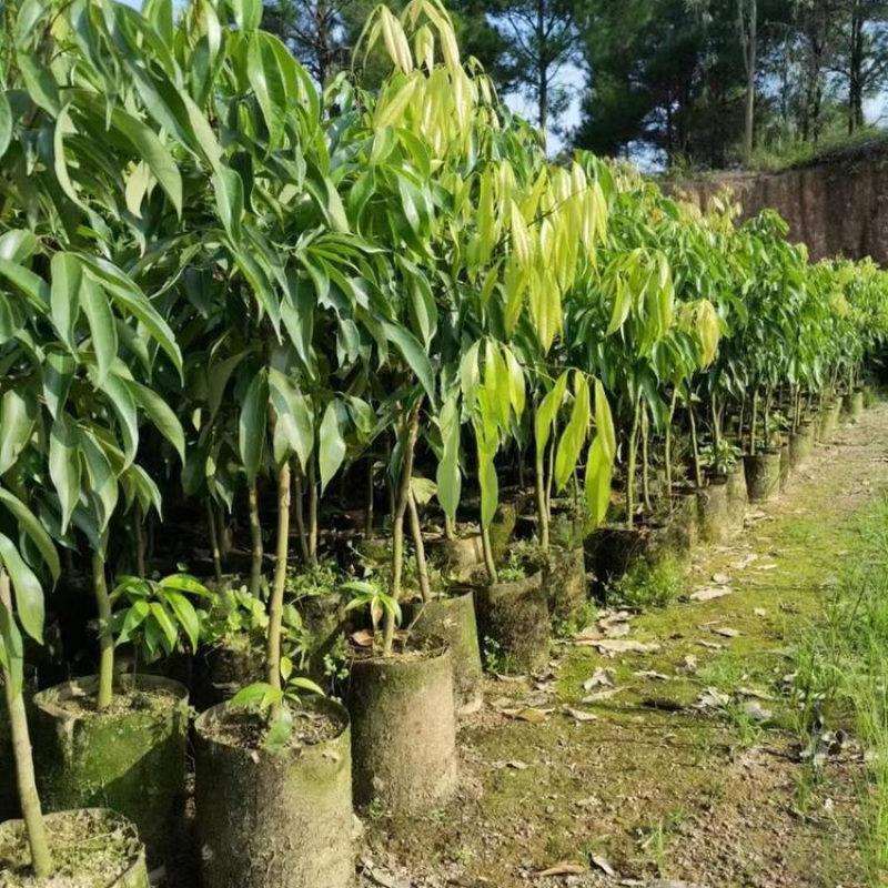 早中熟仙进奉荔枝苗广东桂味荔荔枝树苗批发60-80cm