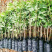 早中熟仙进奉荔枝苗广东桂味荔荔枝树苗批发60-80cm