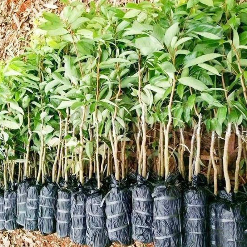 早中熟仙进奉荔枝苗广东桂味荔荔枝树苗批发60-80cm