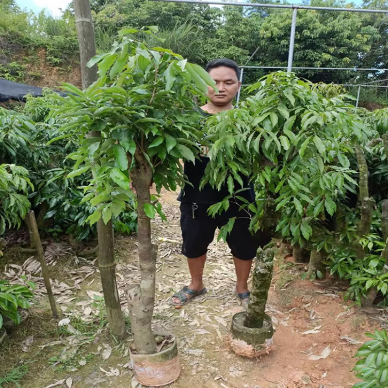 早中熟仙进奉荔枝苗广东桂味荔荔枝树苗批发60-80cm