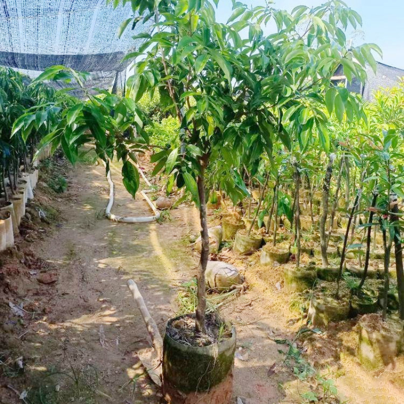 早中熟仙进奉荔枝苗广东桂味荔荔枝树苗批发60-80cm