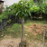 早中熟仙进奉荔枝苗广东桂味荔荔枝树苗批发60-80cm