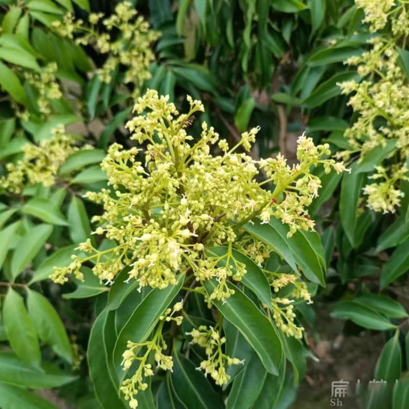江西1#嫁接大果糯米糍荔枝苗白蜡楠木叶观音绿带果发