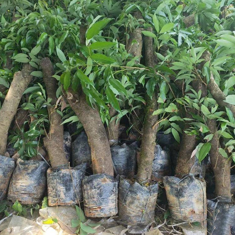 江西1#嫁接大果糯米糍荔枝苗白蜡楠木叶观音绿带果发