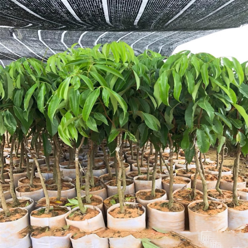 广东高压嫁接玉荷包荔枝苗青皮无核荔枝树苗当年结果多