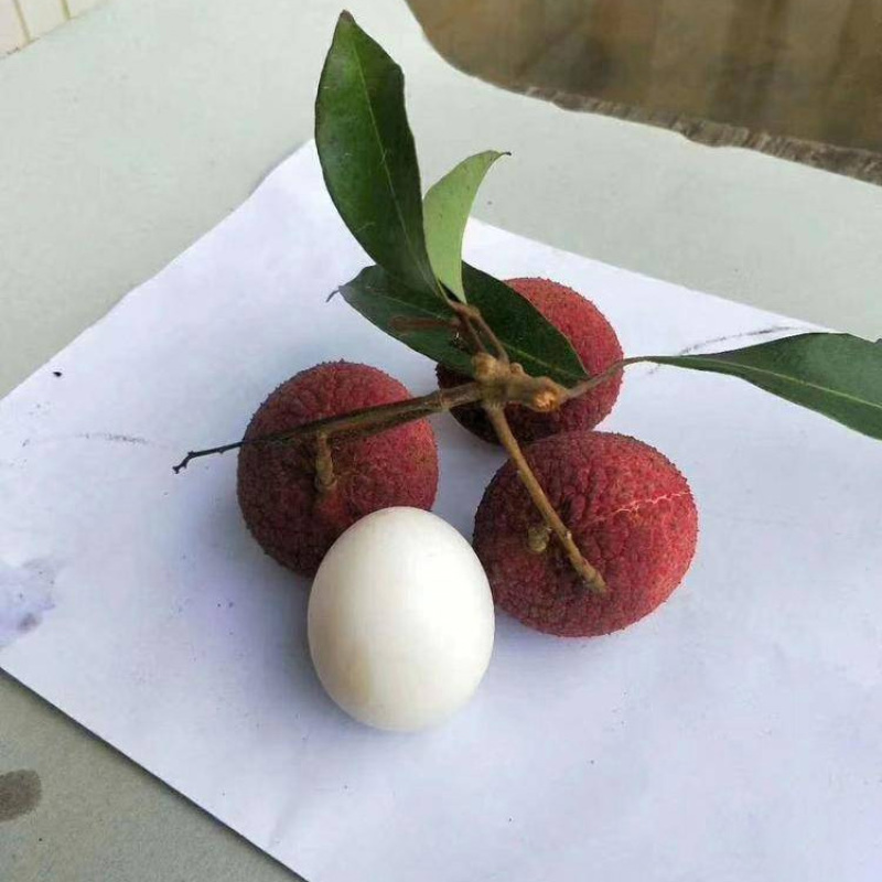 广东高压嫁接玉荷包荔枝苗青皮无核荔枝树苗当年结果多