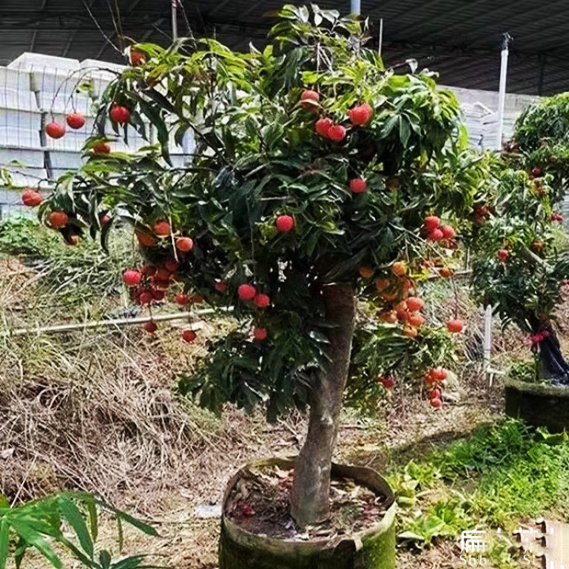 浙江楠木叶荔枝苗批发香蜜早荔枝树小杯苗裸根扦插苗