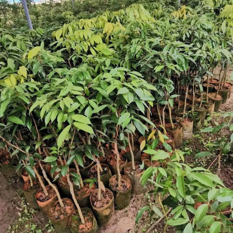 泰国晚熟进口荔枝苗早熟无核糯米糍台湾荔枝苗批发1.5M