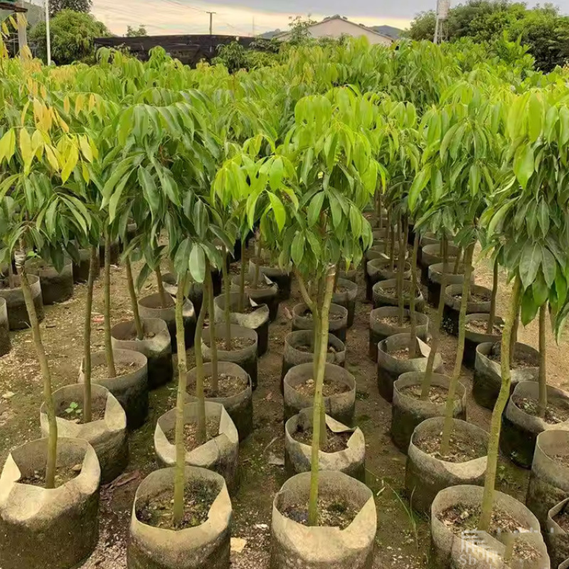 泰国晚熟进口荔枝苗早熟无核糯米糍台湾荔枝苗批发1.5M