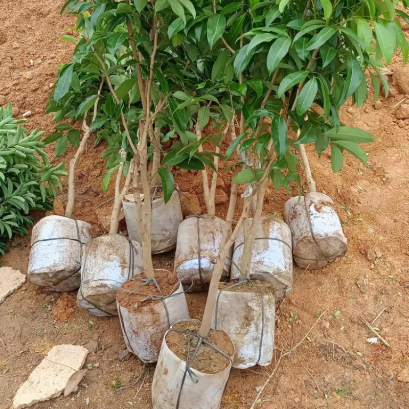 福建带花苞妃子笑荔枝树苗批发今年挂果马贵荔枝中杯苗1米