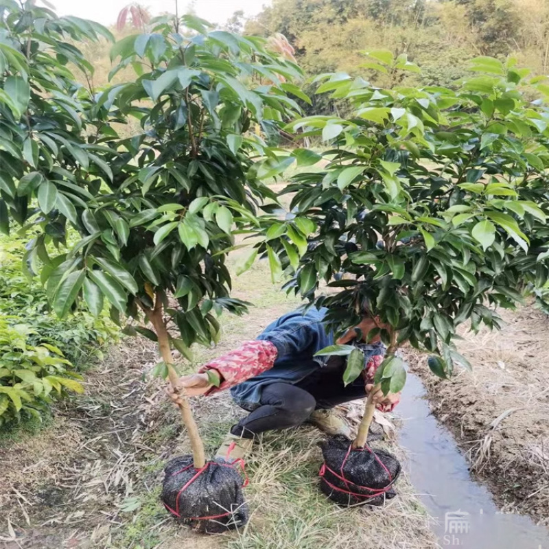 福建带花苞妃子笑荔枝树苗批发今年挂果马贵荔枝中杯苗1米
