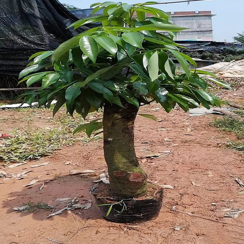 福建带花苞妃子笑荔枝树苗批发今年挂果马贵荔枝中杯苗1米