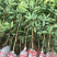 钦州红皮荔枝树苗广西嫁接荔枝王树苗杯苗60-90cm