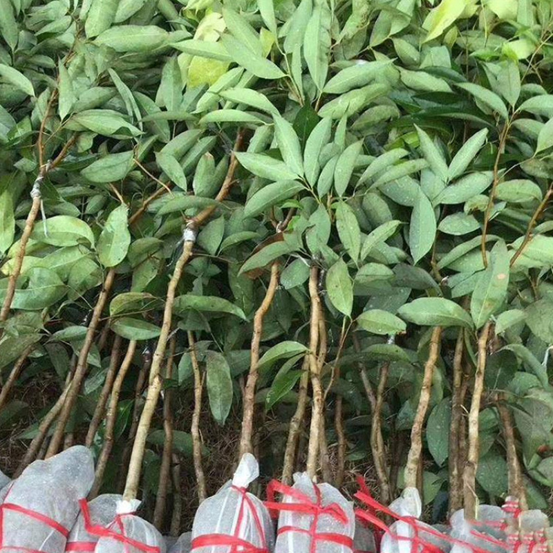 钦州红皮荔枝树苗广西嫁接荔枝王树苗杯苗60-90cm