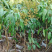 钦州红皮荔枝树苗广西嫁接荔枝王树苗杯苗60-90cm