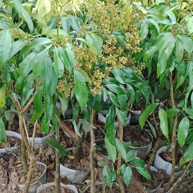 钦州红皮荔枝树苗广西嫁接荔枝王树苗杯苗60-90cm