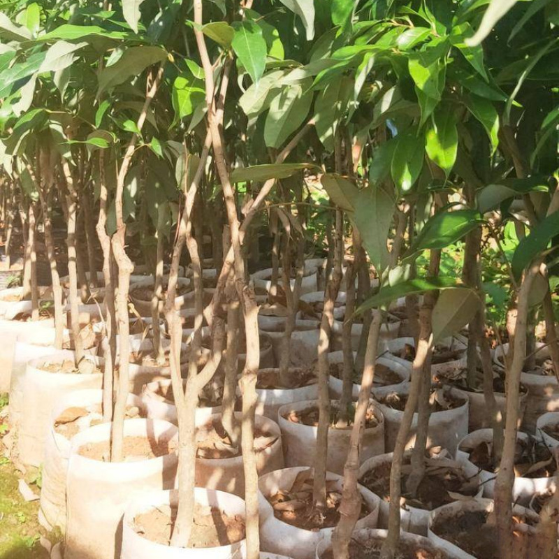 湖北御金球泰国进口荔枝苗香蜜早台湾荔枝树苗明年结带叶发