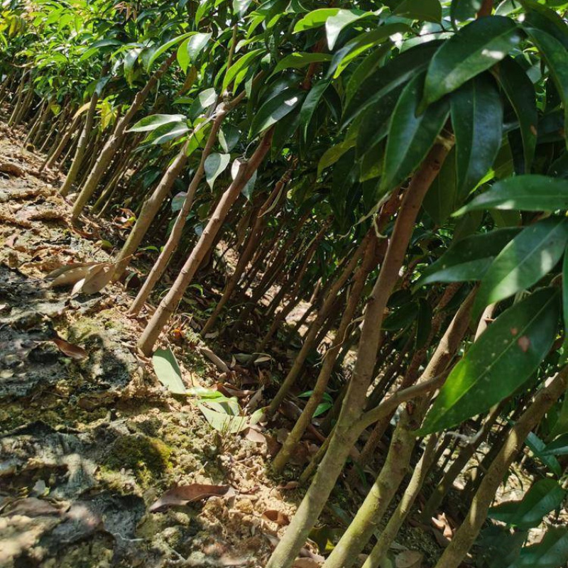 湖北御金球泰国进口荔枝苗香蜜早台湾荔枝树苗明年结带叶发