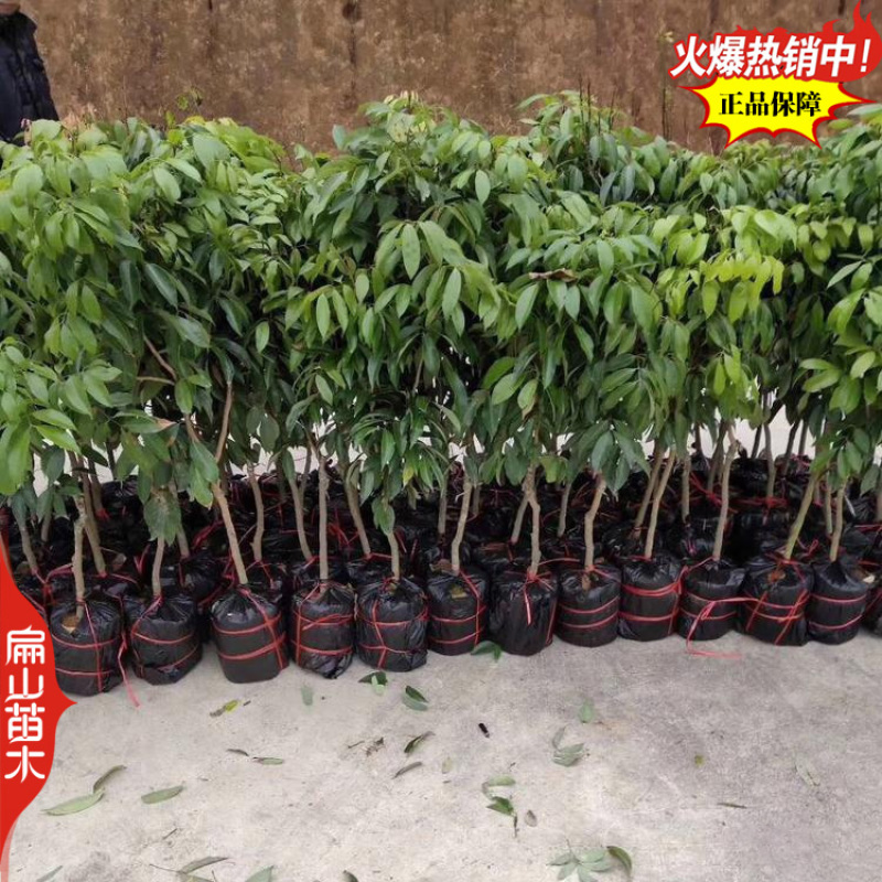 广东高压嫁接玉荷包荔枝苗青皮无核荔枝树苗当年结果多