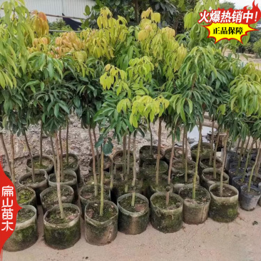 江西1#嫁接大果糯米糍荔枝苗白蜡楠木叶观音绿带果发