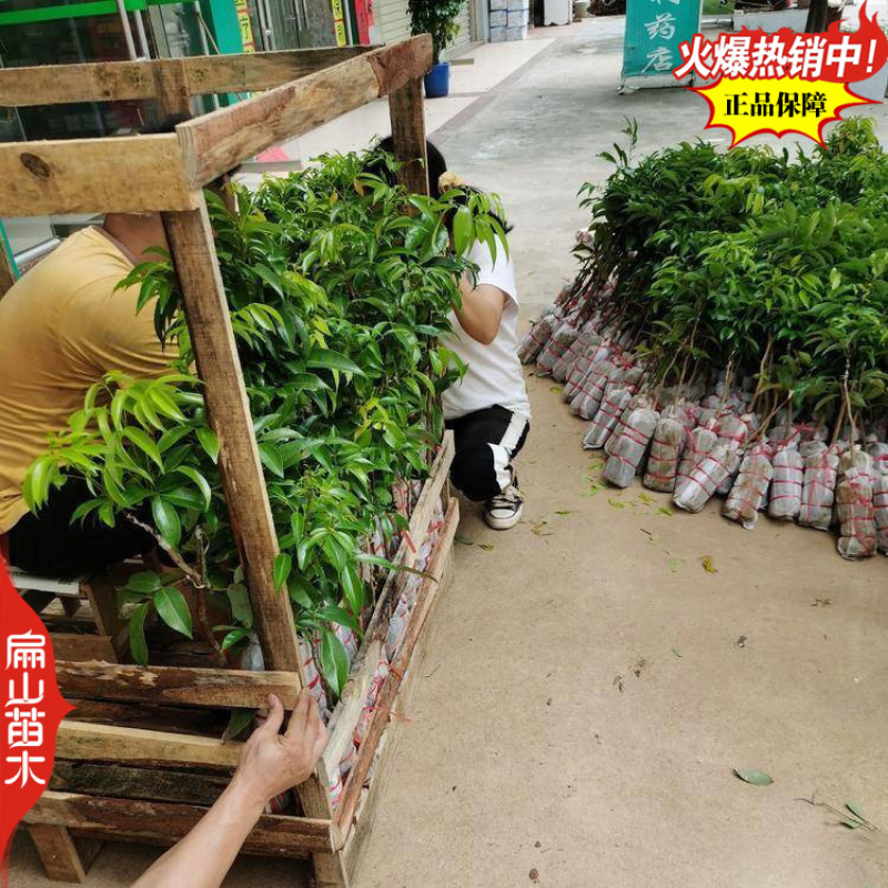 广东增城挂绿科技一号荔枝苗1岭丰糯广州六月红荔枝树批发