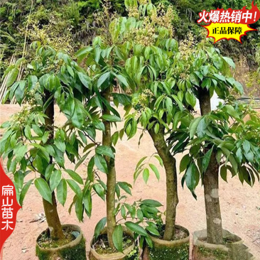 湖北御金球泰国进口荔枝苗香蜜早台湾荔枝树苗明年结带叶发