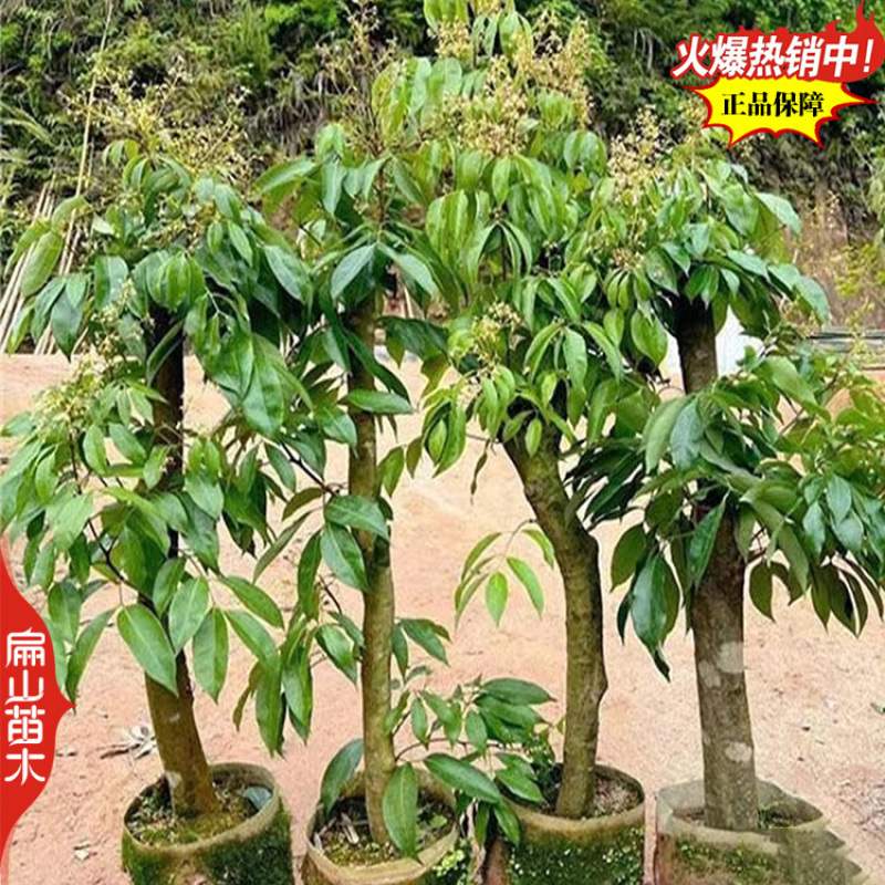 湖北御金球泰国进口荔枝苗香蜜早台湾荔枝树苗明年结带叶发