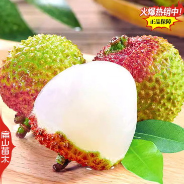 早中熟仙进奉荔枝苗广东桂味荔荔枝树苗批发60-80cm