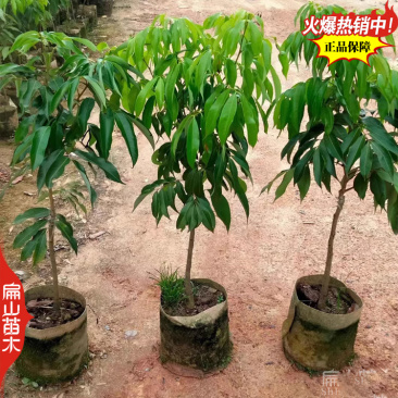 浙江楠木叶荔枝苗批发香蜜早荔枝树小杯苗裸根扦插苗