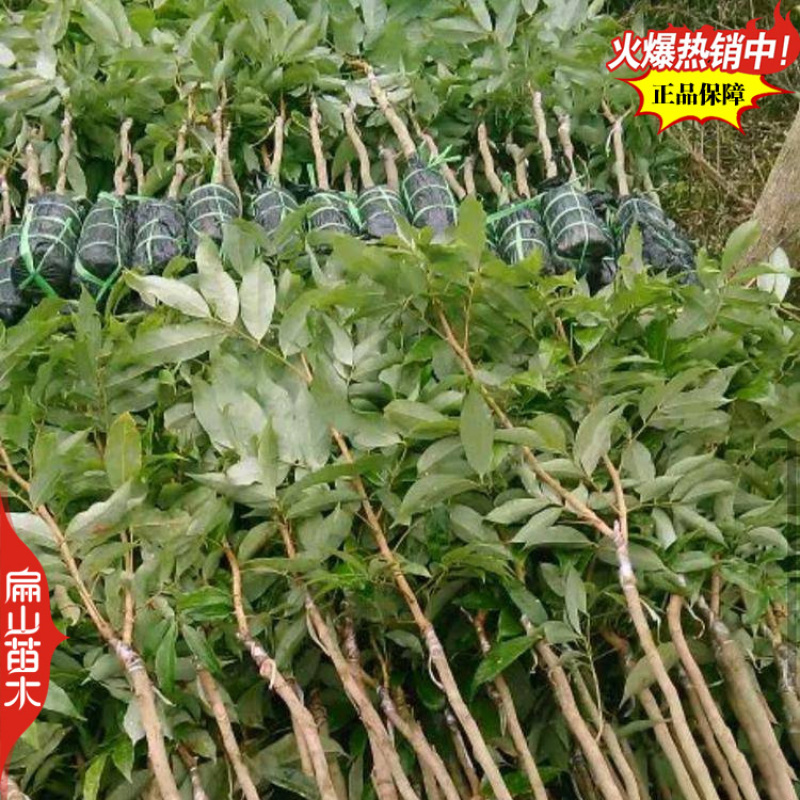 泰国晚熟进口荔枝苗早熟无核糯米糍台湾荔枝苗批发1.5M