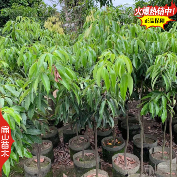 漳州三月红早熟荔枝苗60-100cm中大杯苗地径1CM
