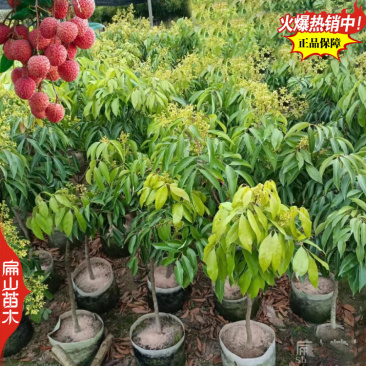 钦州红皮荔枝树苗广西嫁接荔枝王树苗杯苗60-90cm