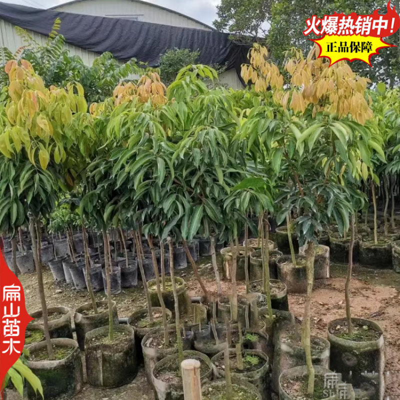 湖南鸡嘴无核妃子笑荔枝苗批发早中杯60-100CM嫁接