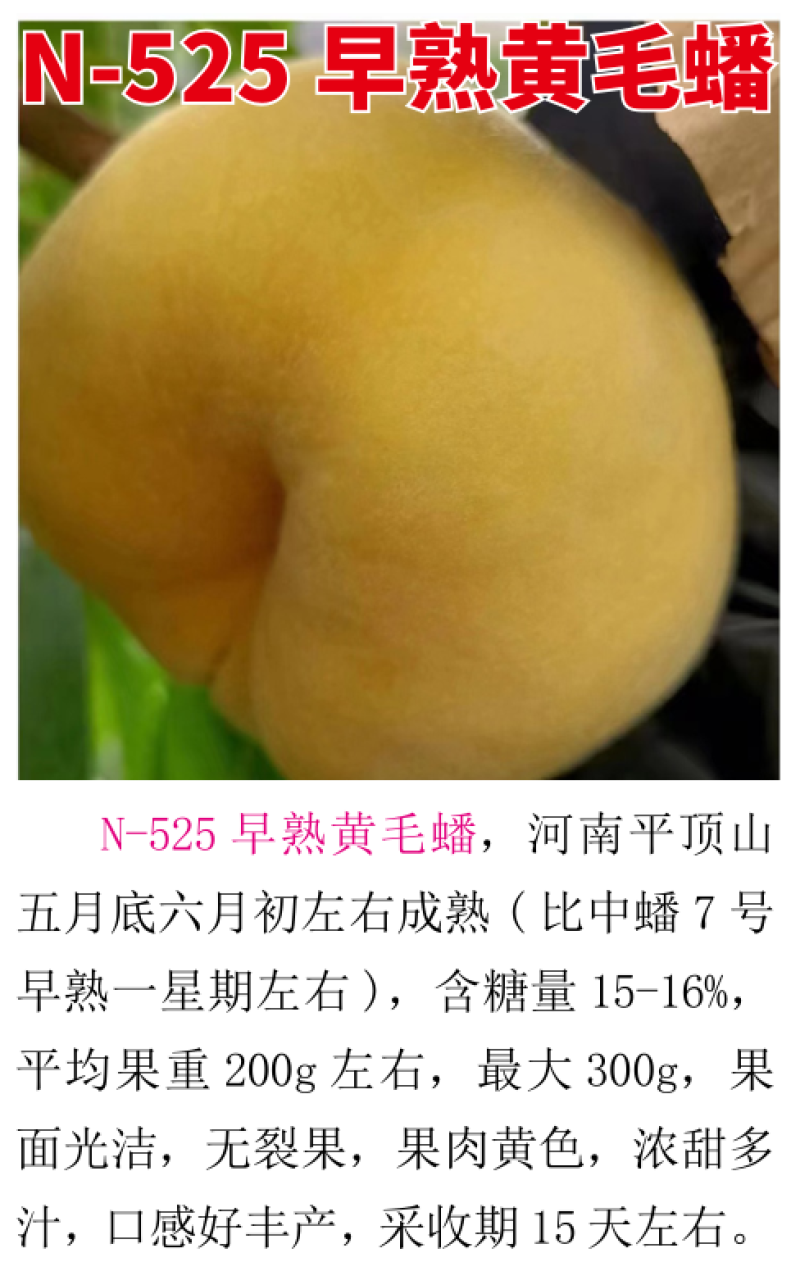 N-525黄毛蟠蟠桃苗5月底6月初成熟无裂果浓甜多