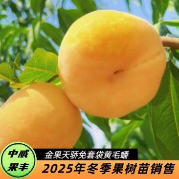 金果天骄免套袋蟠桃苗6月上旬成熟果面纯净绒毛短省工